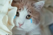男友变得冷淡，对我死心了吗？（揭开男人心理，看相）